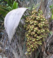 Licuri (Syagrus coronata): uma planta de importância econômica, ...